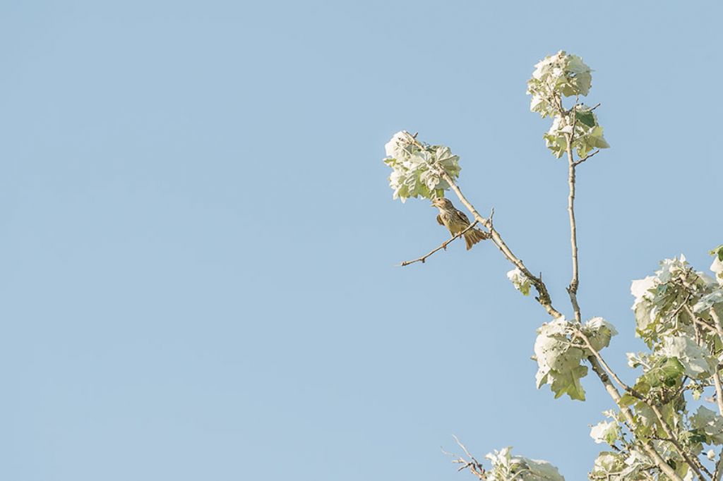 Osservazioni 2017, 3: Strillozzo (Emberiza calandra)